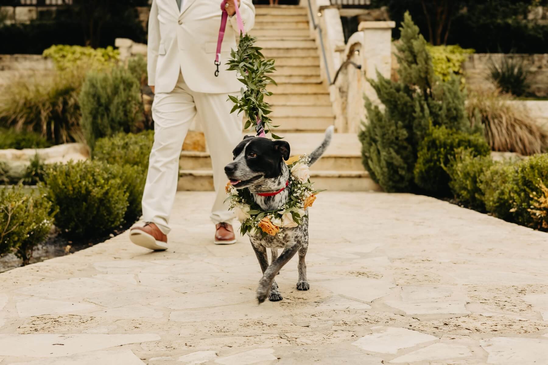 Dog wearing floral collar being walked down the aisle at wedding at The Springs McKinney Stone Hall